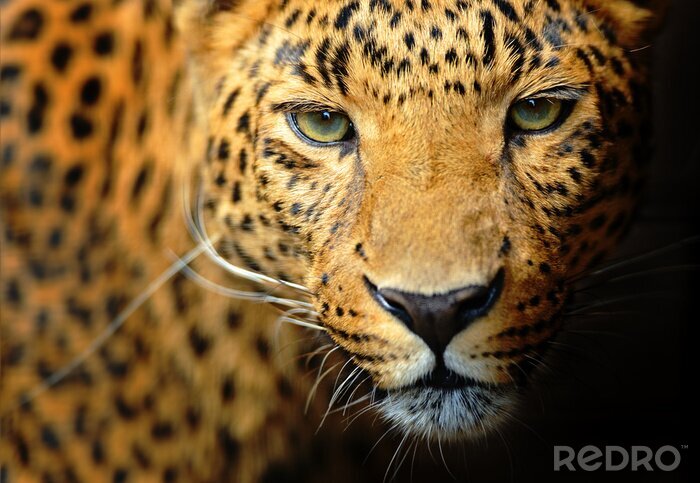 Fotobehang Close-up van de snuit van een luipaard