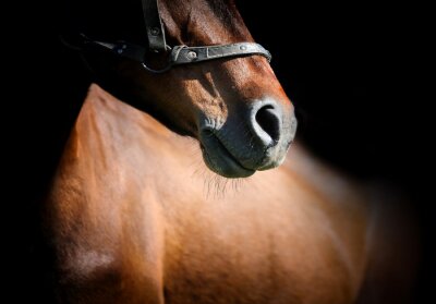 Fotobehang Close-up van de snuit van het paard