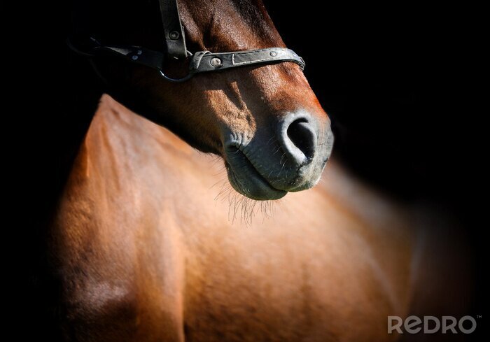 Fotobehang Close-up van de snuit van het paard