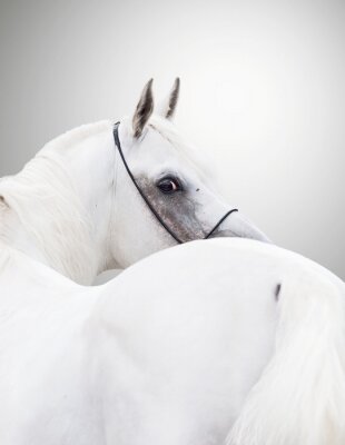 Fotobehang Close-up van een Arabisch paardenoog