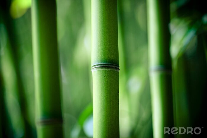 Fotobehang Close-up van een bamboestammetje