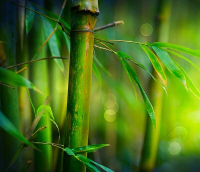 Fotobehang Close-up van een bamboestengel