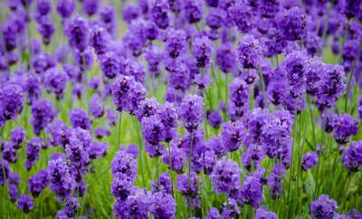 Fotobehang Close-up van een bloeiende lavendel