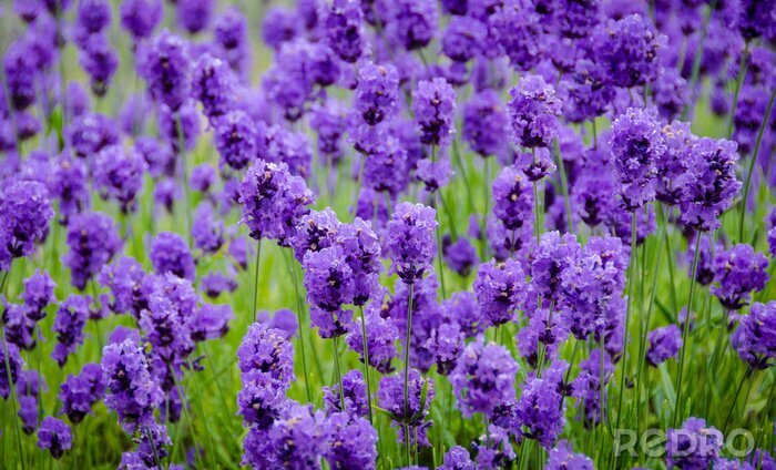 Fotobehang Close-up van een bloeiende lavendel