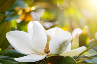 Close-up van een bloeiende magnolia