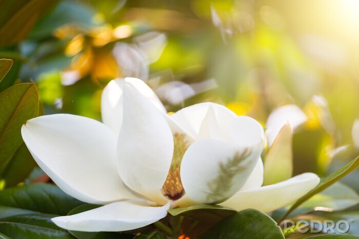 Fotobehang Close-up van een bloeiende magnolia