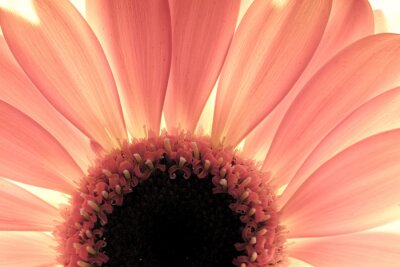 Fotobehang Close-up van een bloem