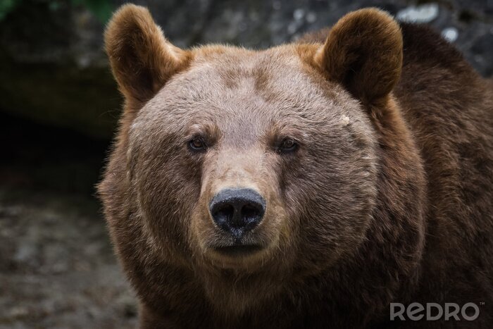 Fotobehang Close-up van een bruine beer