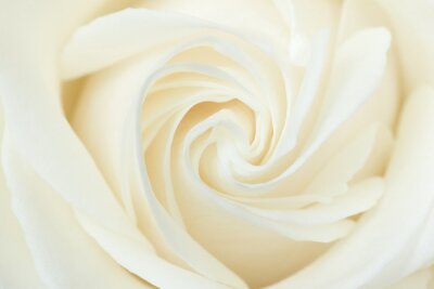 Fotobehang Close up van een crème roos