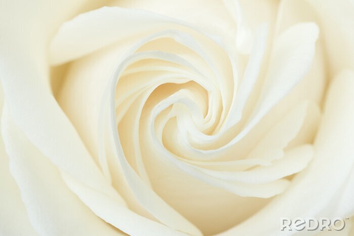 Fotobehang Close up van een crème roos