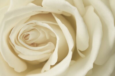 Fotobehang Close-up van een crèmekleurige roos