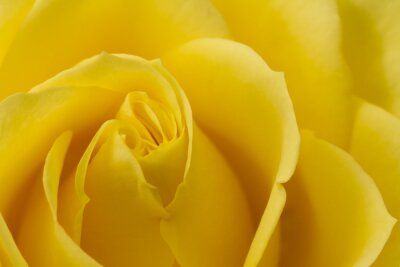 Fotobehang Close-up van een gele roos