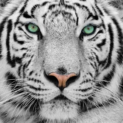 Fotobehang Close-up van een groenogige tijger