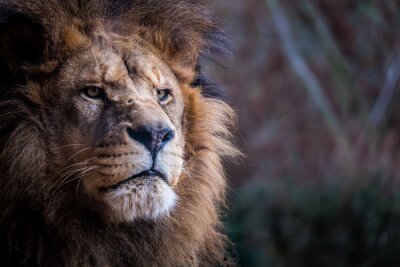Close-up van een leeuwenkop