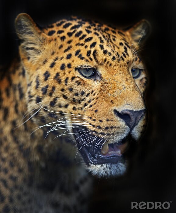 Fotobehang Close-up van een luipaard