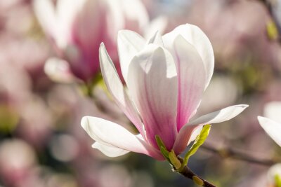 Fotobehang Close-up van een magnolia