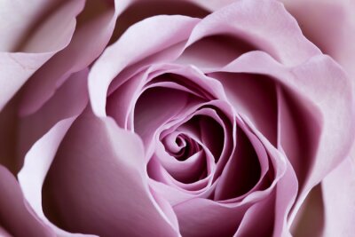 Close-up van een paarse roos