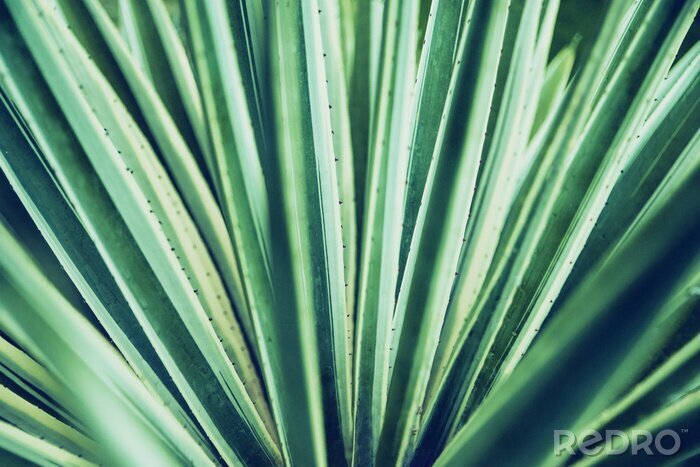 Fotobehang Close-up van een plant