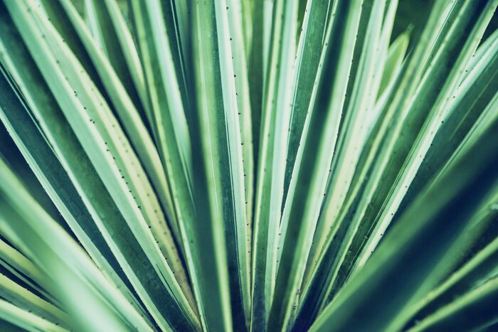 Fotobehang Close-up van een plant
