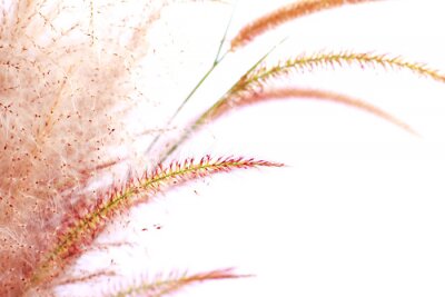 Fotobehang Close-up van een rietbloem