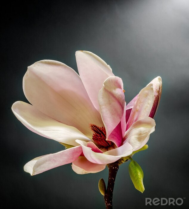Fotobehang Close-up van een roze magnolia