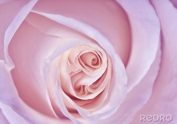 Fotobehang Close-up van een roze roos