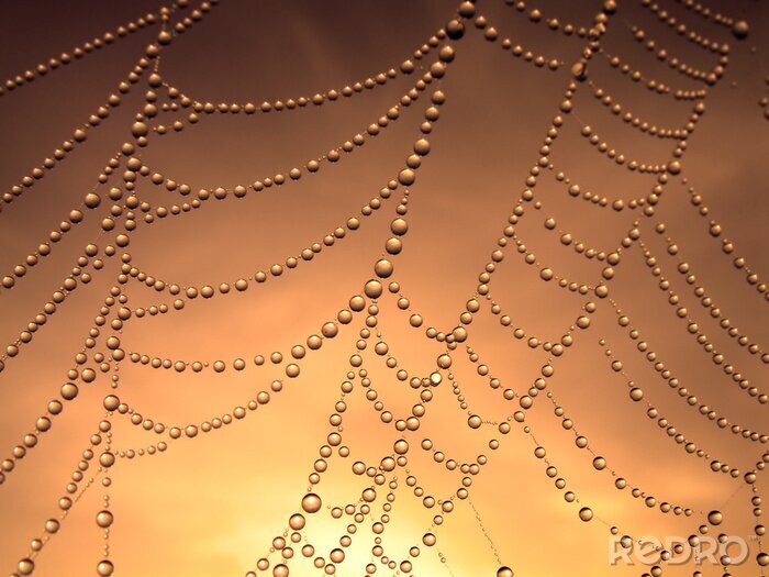Fotobehang close up van een spinnenweb met dauwdruppels