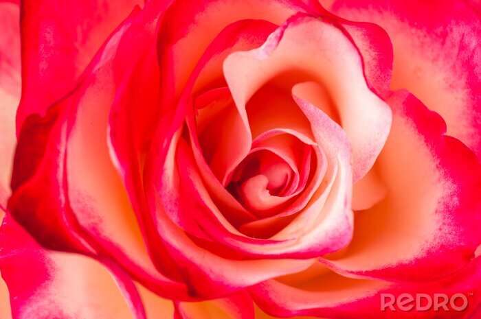 Fotobehang Close-up van een tweekleurige roos
