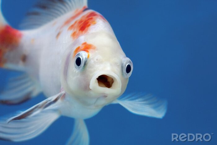 Fotobehang Close-up van een vis