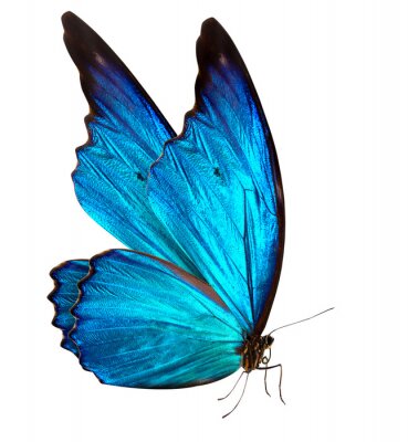 Close-up van een vlinder met blauwe vleugels