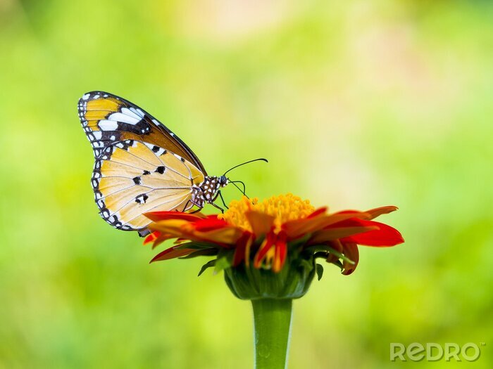 Fotobehang Close-up van een vlinder op een bloem