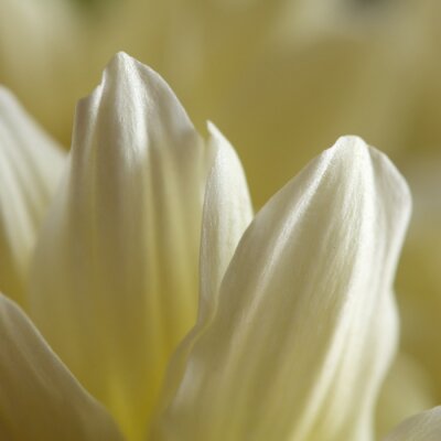 Fotobehang Close-up van een witte bloem