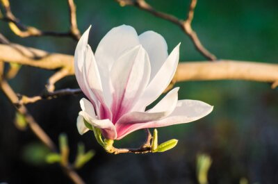 Fotobehang Close-up van een witte magnolia