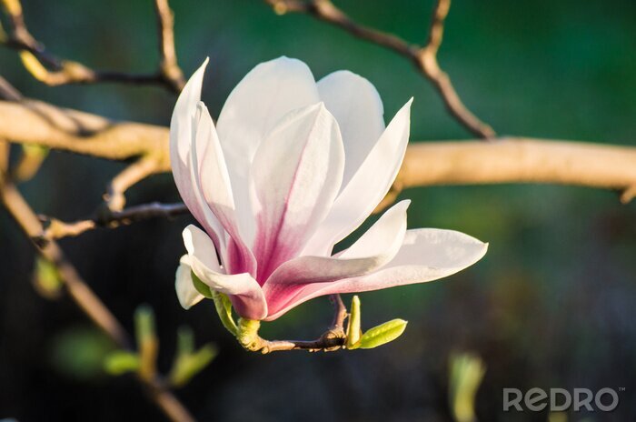 Fotobehang Close-up van een witte magnolia