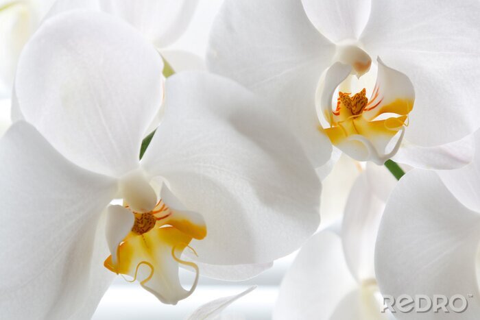 Fotobehang Close-up van een witte orchidee