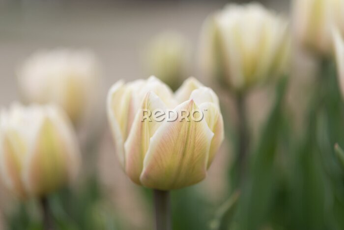 Fotobehang Close-up van een witte tulpenbloem
