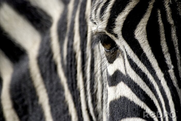 Fotobehang Close-up van een zwart-wit dier