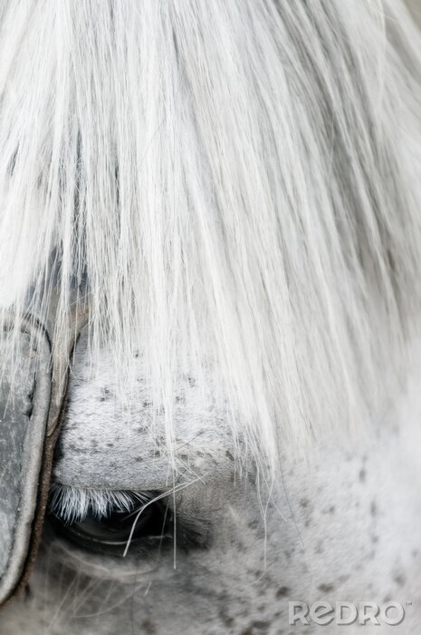 Fotobehang Close-up van het hoofd
