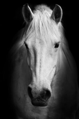 Fotobehang Close-up van het hoofd van het paard