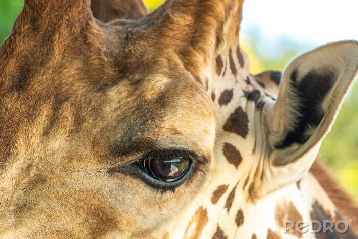 Fotobehang Close-up van het oog van een giraf