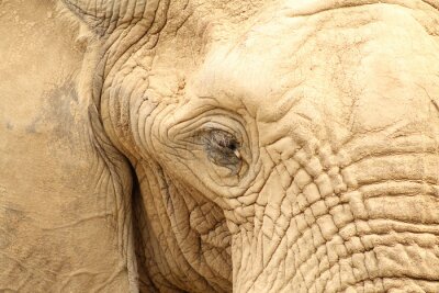 Fotobehang Close-up van het oog van een olifant