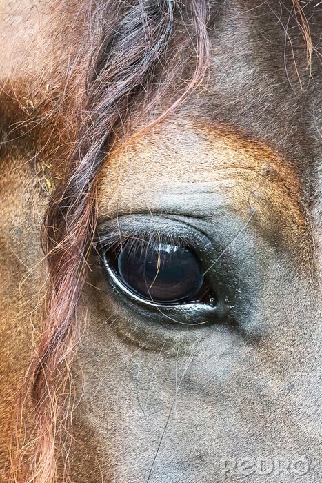 Fotobehang Close-up van het oog van een paard