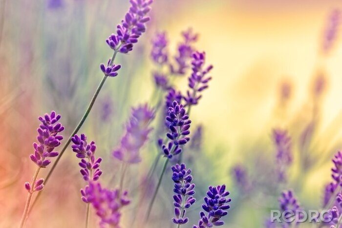 Fotobehang Close-up van lavendel