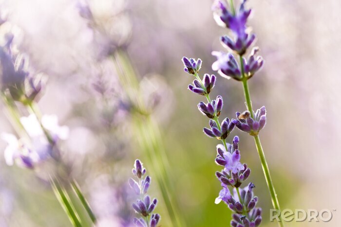 Fotobehang Close-up van lavendelblaadjes