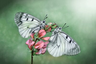 Fotobehang Close-up van mooie vlinders op een bloem