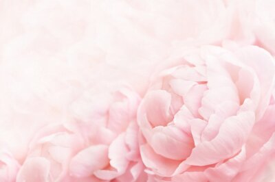 Fotobehang Close-up van roze pioenen
