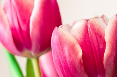 Fotobehang Close-up van roze tulpen