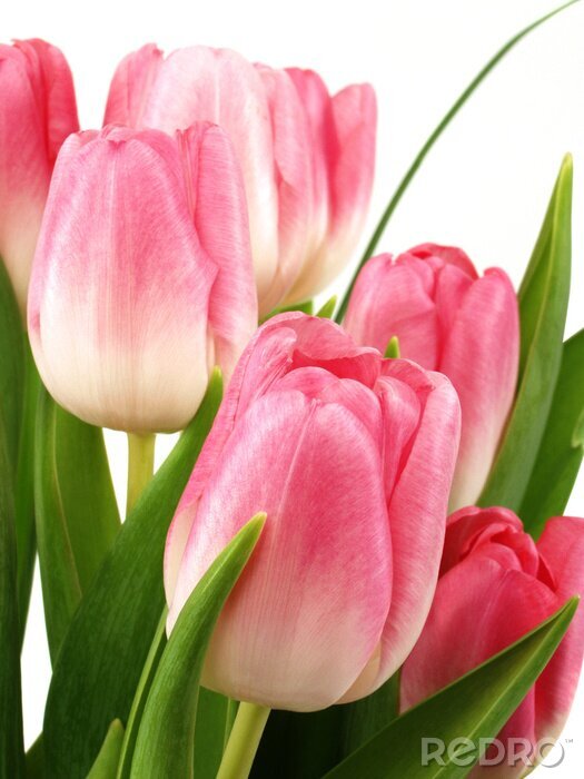 Fotobehang Close-up van roze tulpen