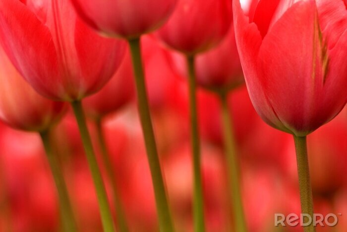 Fotobehang Close-up van tulpenkoppen