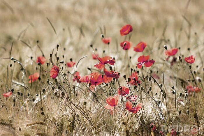 Fotobehang Close-up van wilde klaprozen tegen de achtergrond van korenaren